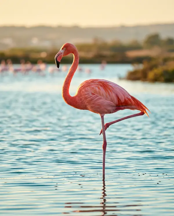 Rosa the flamingo